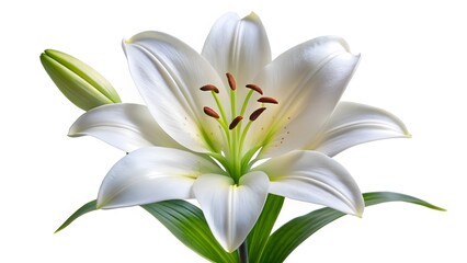 Fototapeta premium White Lily Flower Close-up