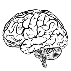 an illustration of the brain