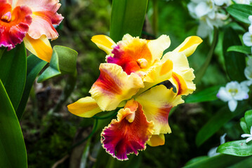 A close-up of a beautiful orchid flower captured in a lush, green tropical garden.
