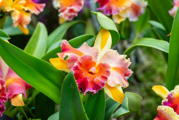 A close-up of a beautiful orchid flower captured in a lush, green tropical garden.