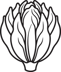 chicory vegetable line art, black outline, vector and illustration, coloring book page line art drawing