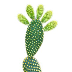 A cactus—that looks a bit like a human foot and has a white background.