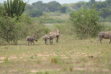 Fototapeta premium portrait of a young family of warthogs trotting around the queen Elizabeth national park uganda, savannah with young pumba