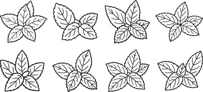 set of mint leaves line art, black outline, vector and illustration, coloring book page line art drawing