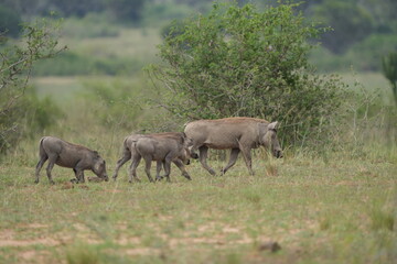 portrait of a young family of warthogs trotting around the queen Elizabeth national park uganda, savannah with young pumba