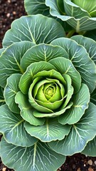 Fototapeta premium Cabbage field, Beauty vegetable garden with cabbage crop plant growing and green