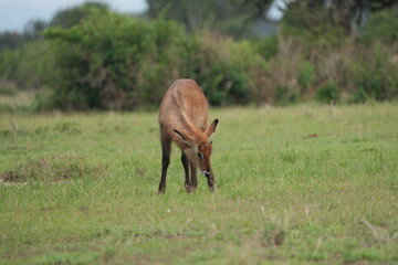 close up of a young waterbuck grazing in the serengeti national park tanzania