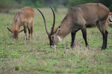 portrait of a male waterbuck grazing in queen elizabeth national park uganda