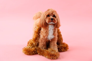 Cute dog with shiny tinsels on pink background