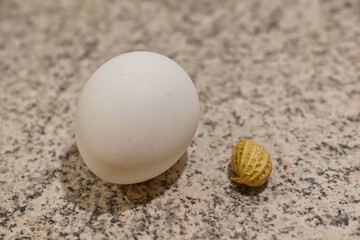White Egg and peanut Seed on Granite Surface