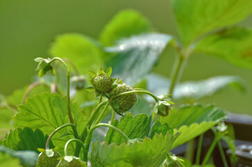 Close-Up of Growing Strawberry Plants in still full green color