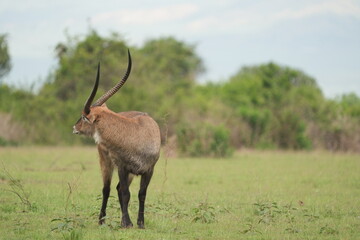 herd of waterbucks in queen elizabeth national park uganda