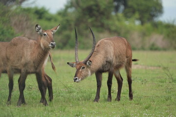 Obraz premium herd of waterbucks in queen elizabeth national park uganda
