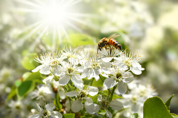 Frühling 678 © K.-U. Häßler