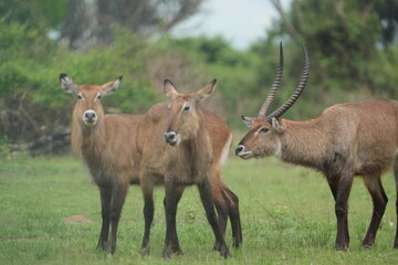 herd of waterbucks in queen elizabeth national park uganda