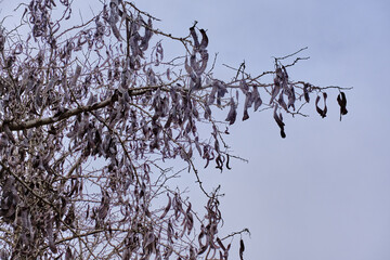 Long hanging pods belonging to the white acacia (Robinia pseudoacacia).