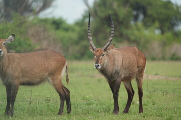 herd of waterbucks in queen elizabeth national park uganda