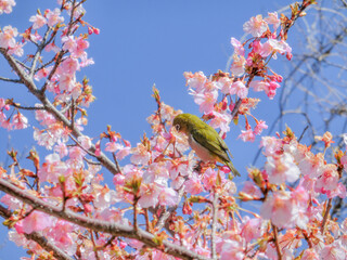 枝にメジロが止まっている花が咲いた河津桜