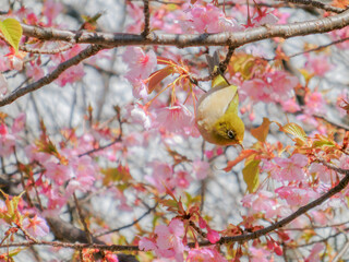 花が咲いた河津桜の枝に止まるメジロ