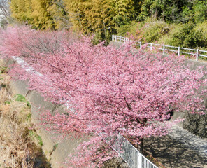 川沿いに河津桜が咲いているハイアングルの風景