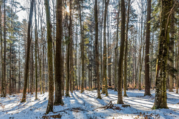 Landscapes - Forest - Europe, Romania, Suceava region