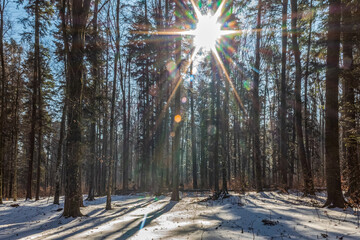 Landscapes - Forest - Europe, Romania, Suceava region