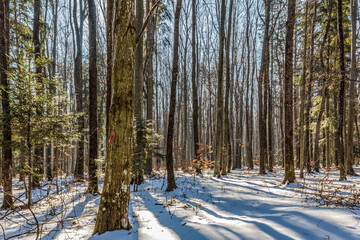 Landscapes - Forest - Europe, Romania, Suceava region