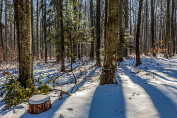 Landscapes - Forest - Europe, Romania, Suceava region