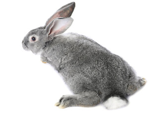 Fluffy grey rabbit on white background. Cute pet