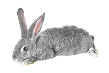 Fluffy grey rabbit on white background. Cute pet