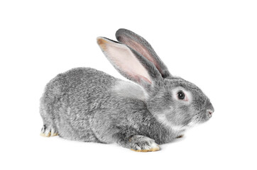 Fluffy grey rabbit on white background. Cute pet