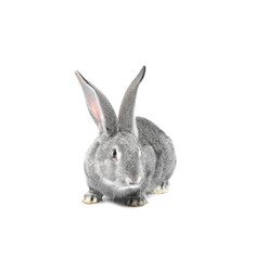Fluffy grey rabbit on white background. Cute pet