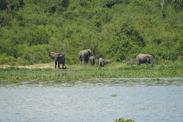 Obraz premium African elephant family with calf near the water and green vegetation at Kazinga Channel, Uganda, showing wild safari animals in their natural wetland habitat.