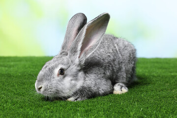 Fluffy grey rabbit on green grass outdoors