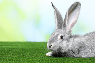 Fluffy grey rabbit on green grass outdoors, space for text