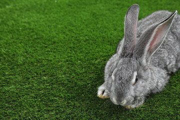 Fluffy grey rabbit on green grass, space for text