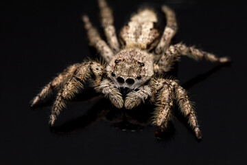 Up close and personal with a female platycryptus spider.