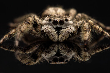 Up close and personal with a female platycryptus spider.