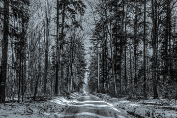 Landscapes - Forest - Europe, Romania, Suceava region