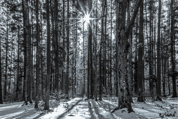 Landscapes - Forest - Europe, Romania, Suceava region