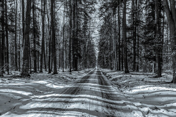 Landscapes - Forest - Europe, Romania, Suceava region