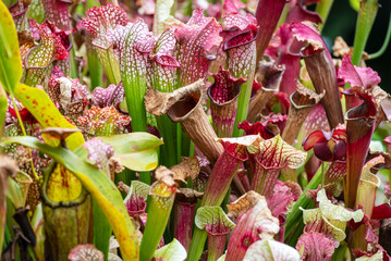 Sarracenia leucophylla, also known as the crimson pitcher plant, purple trumpet-leaf - a carnivorous plant in the genus Sarracenia. Plant in the real garden.