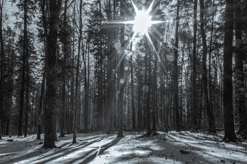 Landscapes - Forest - Europe, Romania, Suceava region