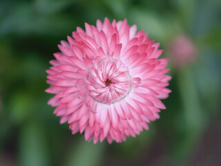 closeup of spring pink flower blooming in the garden