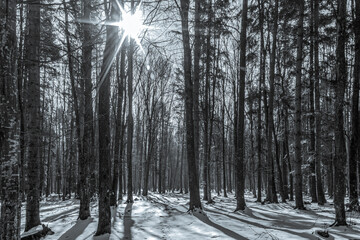 Landscapes - Forest - Europe, Romania, Suceava region