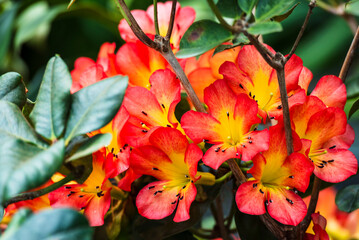 Beautiful flowers of Virea (Rhododendron), tropical flowers in the real garden.