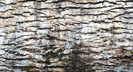 Bark of tree texture background. Close up of tree bark texture.