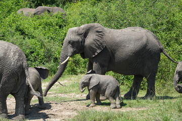 herd of african elephants with young calfs of various ages in the kazinga channel of the queen Elizabeth national park in uganda - baby elephants