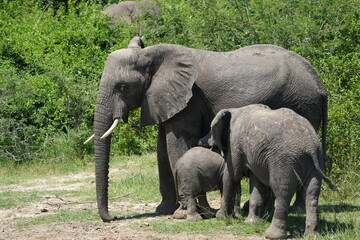 herd of african elephants with young calfs of various ages in the kazinga channel of the queen Elizabeth national park in uganda - baby elephants