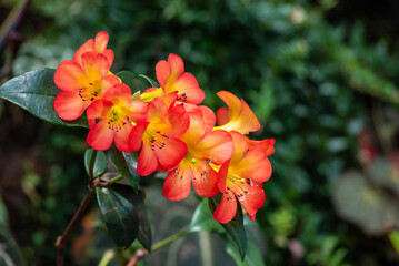 Beautiful flowers of Virea (Rhododendron), tropical flowers in the real garden.